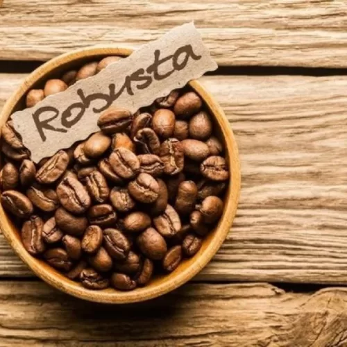 What is robusta coffee and how to identify it?